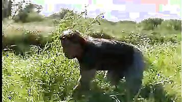 Sexy wive porn with forced anal and blowjob, make her drunk and fuck her brutally.